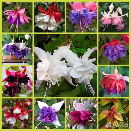 Коллекция миниатюрных мышиных хост