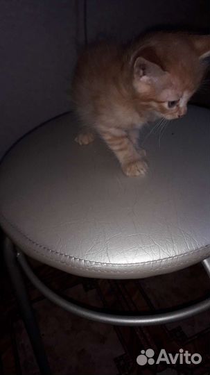 Котята. Бесплатно