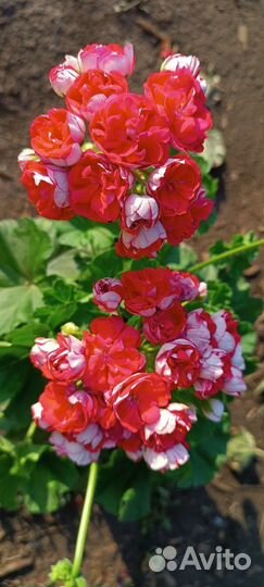 Пеларгонии сортовые