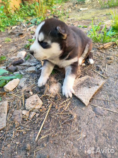 Щенки хаски