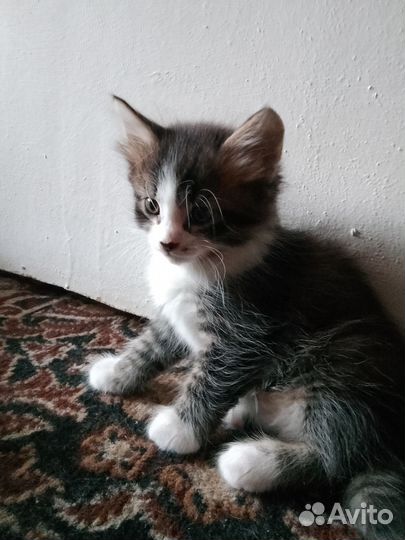 Кошка в дар