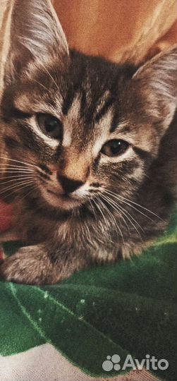 Кошечка в добрые руки