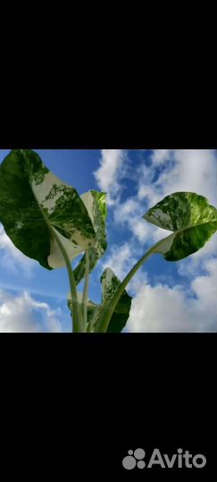 Хавортия вариегатная