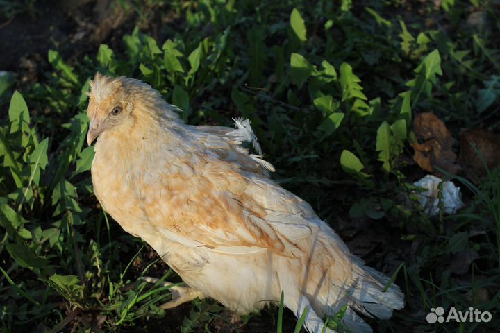 Курочки несушки