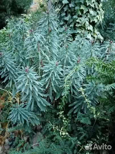 Куст 3летка гортензии Endless Summer