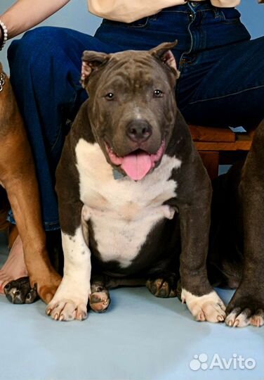 Американский булли