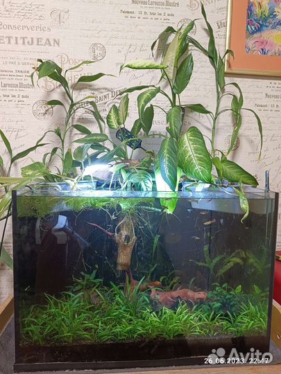 Анубиас, мелании