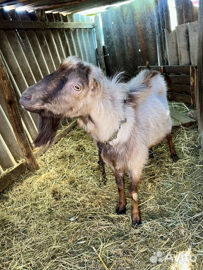 Козёл Ламанча и козлята