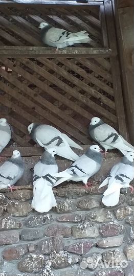Продажа голубей пермские