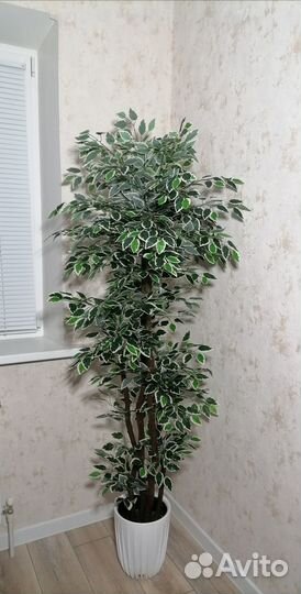 Искусственный фикус