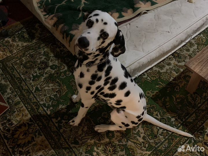 Далматинец