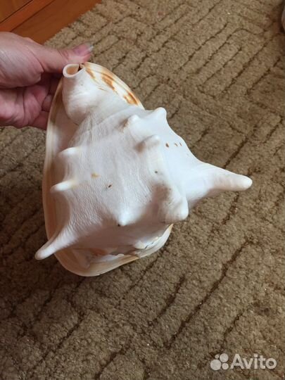 Морская звезда и ракушка