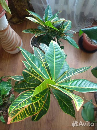 Кротон большой