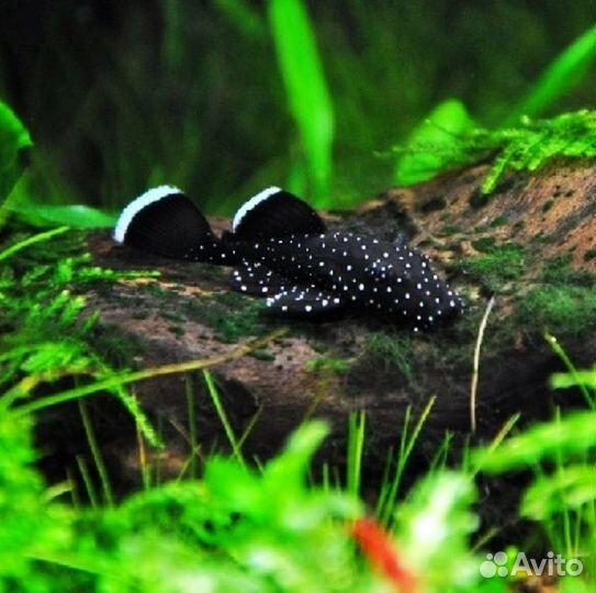 Анциструсы звездчатые L181 Креветки Амано