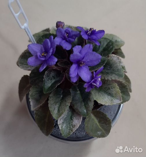 Мини фиалки