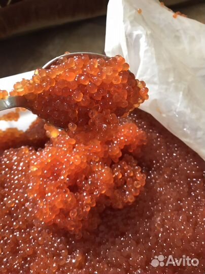 Икра горбуши путина 2023г. опт