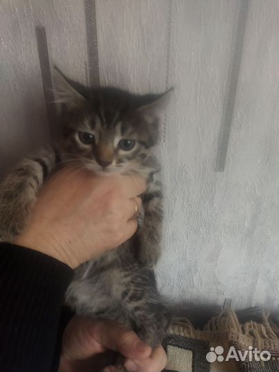 Котята в добрые руки мальчик полосатый и девочка