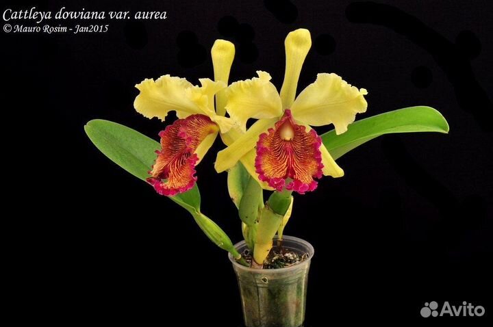 Cattleya dowiana