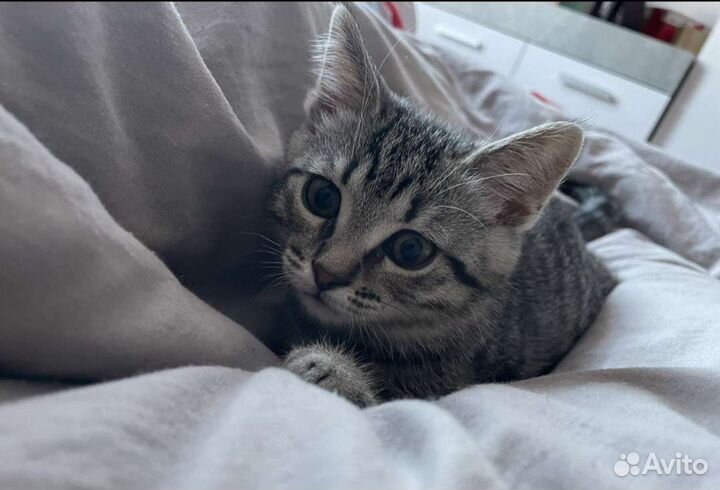 Котенок 8мес