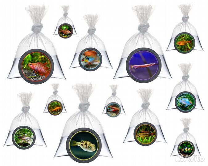 Аквариумные рыбки и креветки. Обычные и редкие