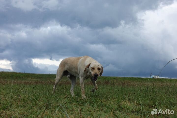 Метис лабрадора ищет дом