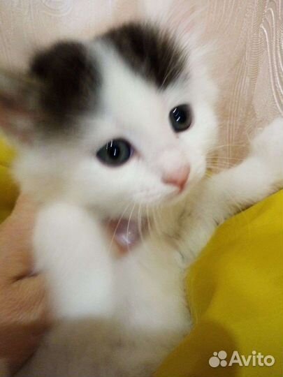 Альпийские котята