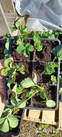 Рассада клубники