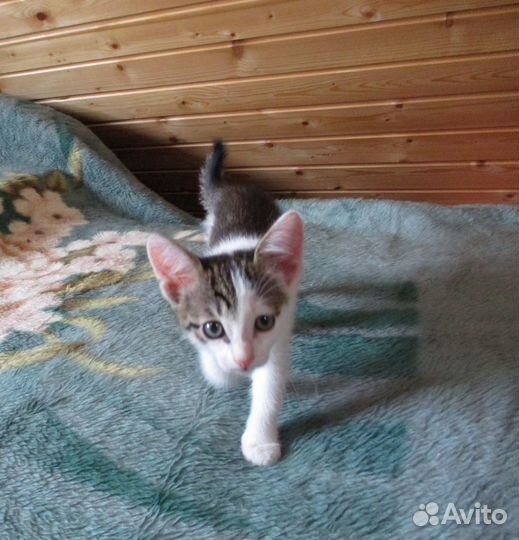 Отдам в добрые руки котенка