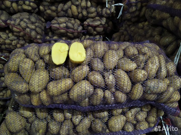 Продам картофель