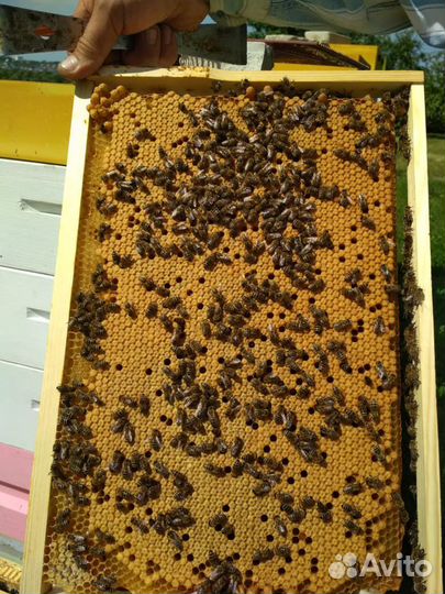 Продаю пчелопакеты порода карника и карпатка
