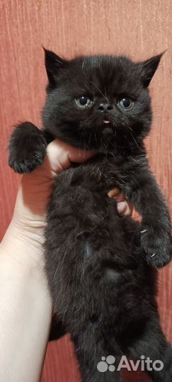 Экзотические котята