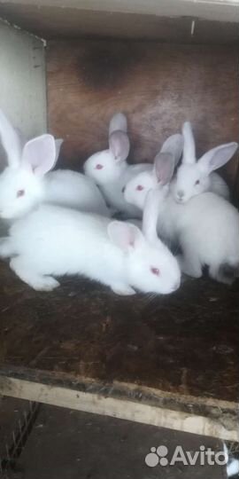 Продам кроликов. Разного возраста Продам оптом