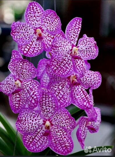 Орхидея Ванда