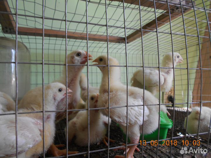 Цыплята росс-308