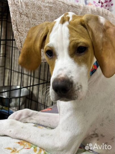 Английский пойнтер