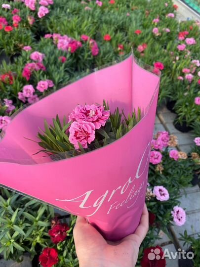 Цветы к 8 марта в горшках