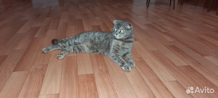 Шотландская кошка