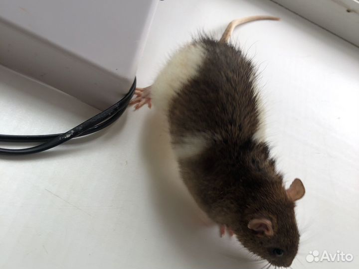 Крыса с клеткой