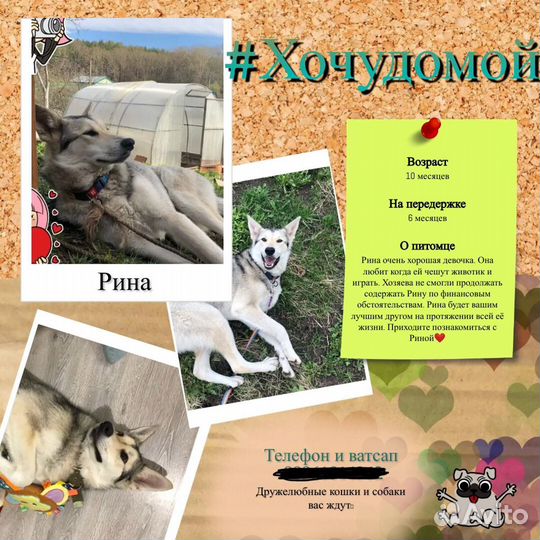 Красотка Рина ищет дом