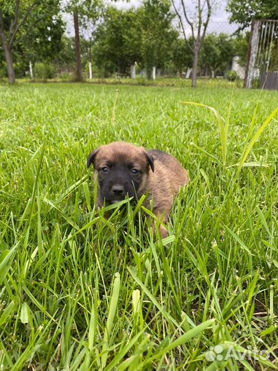 Собака Балкарской породы