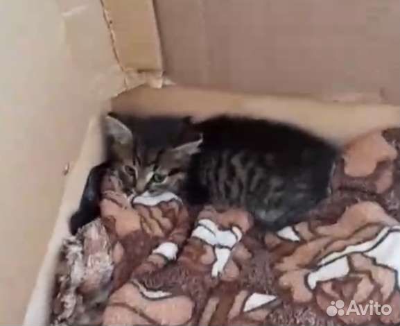 Котят подкинули к общежитию