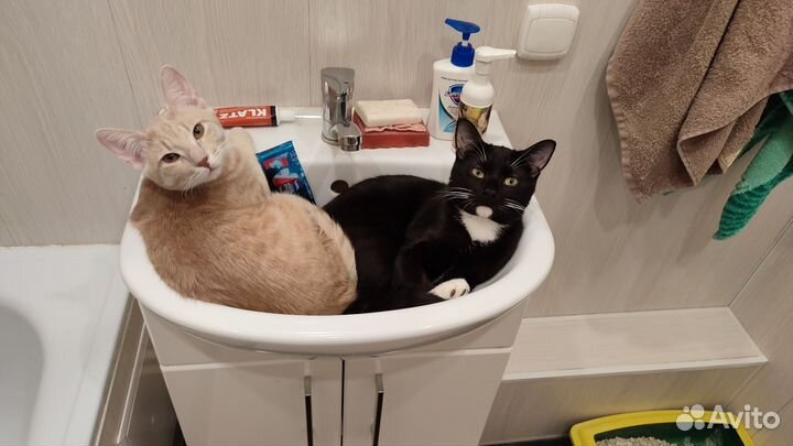 Коты неразлучники