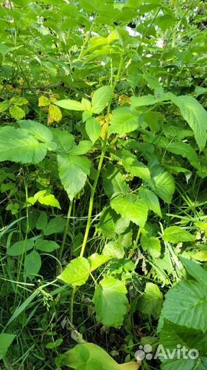 Саженцы малины