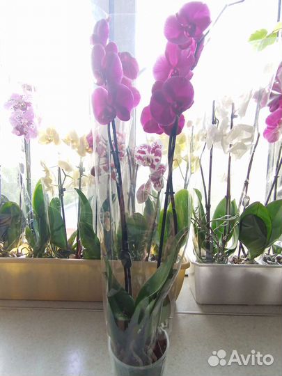 Орхидея фаленопсис, фикус, драцена, замиокулькас