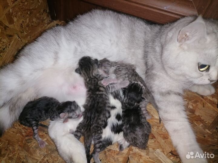 Шотландские котята