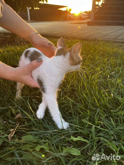 Котенок девочка 3 месяца в добрые руки