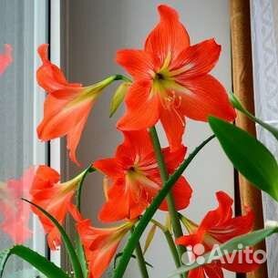 Гиппиаструм