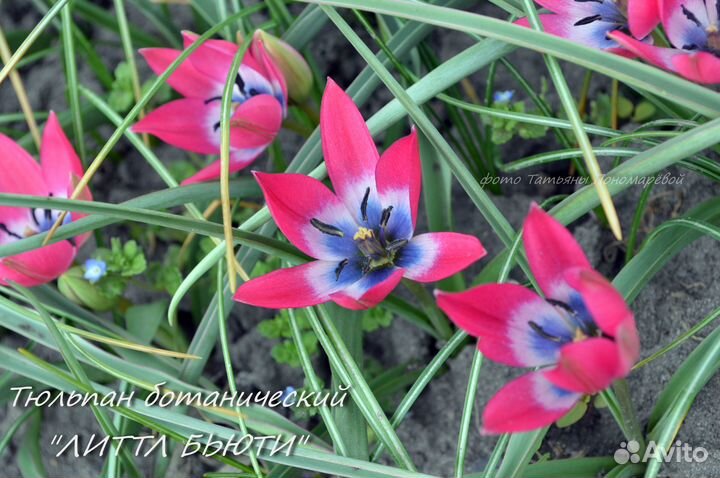 Тюльпаны ботанические (первоцветы)