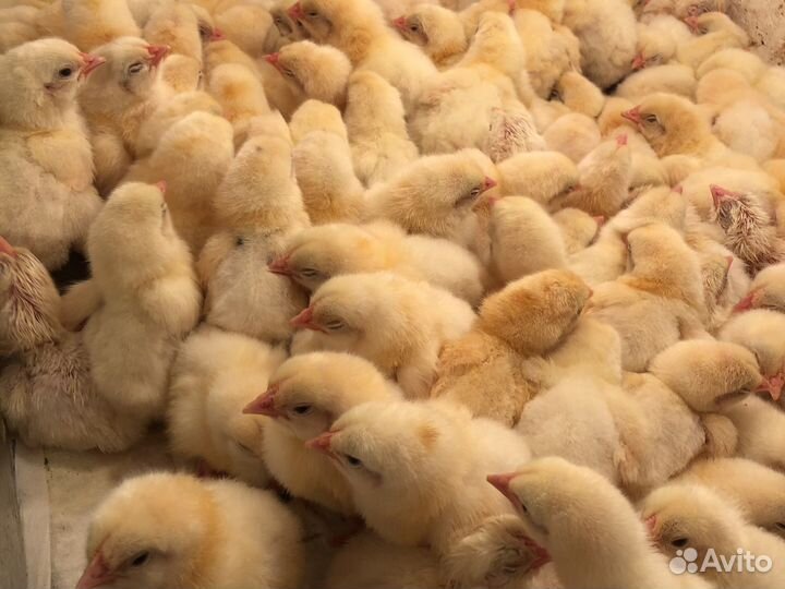 Бройлер Росс 308