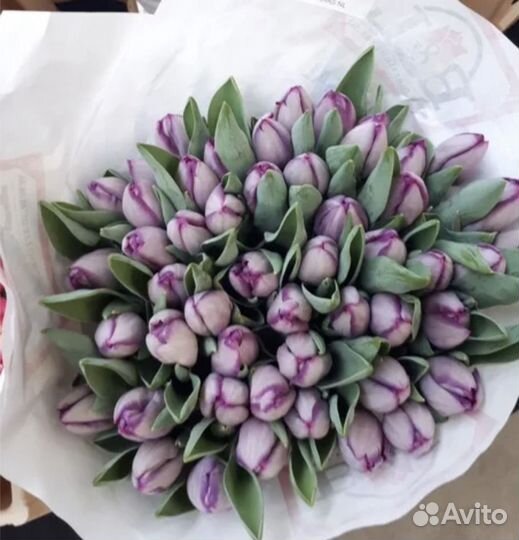 Тюльпаны к 8 марта